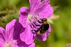 David Plant Photography - Wildlife Photography - Merodon equestris - A